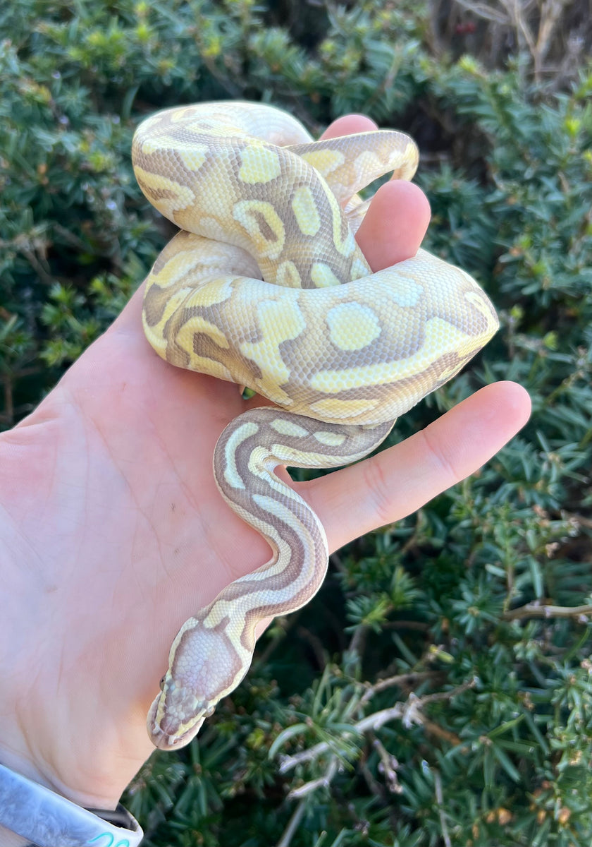 Juvenile Pastel Butter Enchi Ghost Ball Python (Female) – Scales and ...