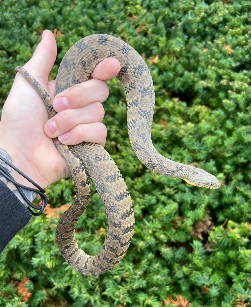 Adult Diamondback Water Snake Scales and Tails of Ohio