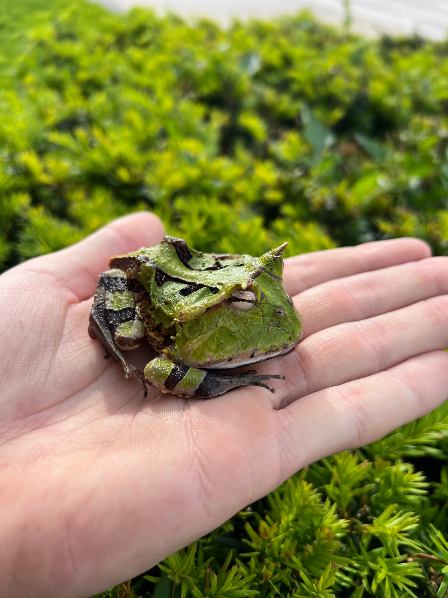 Adult Suriname Horned Frog Scales and Tails of Ohio