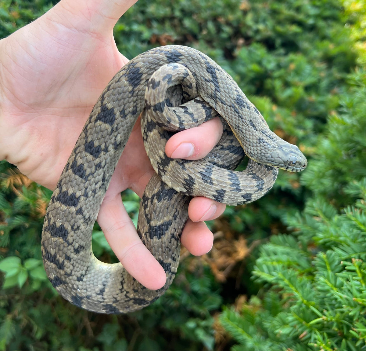 Curated visual reference: Feeding Diamondback Water Snake Reference: Adult Diamondback Water Snake Scales And Tails Of Ohio