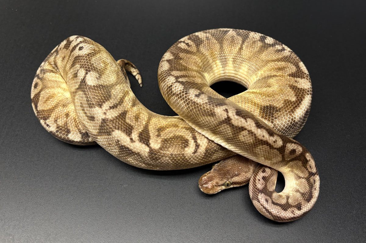 Juvenile Leopard Enchi Pastel Ball Python (Female) – Scales and Tails ...