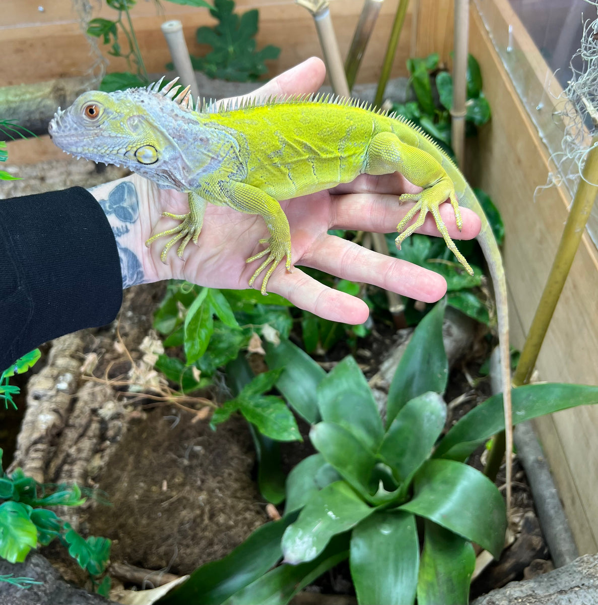 Juvenile Lime Green Zero Green Iguana (Male) – Scales and
