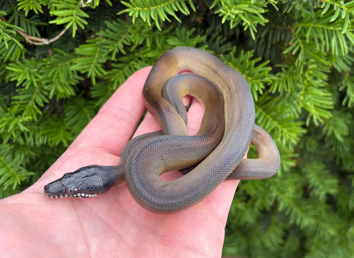 Baby Northern White-Lipped Python (Female 1) – Scales and Tails of Ohio