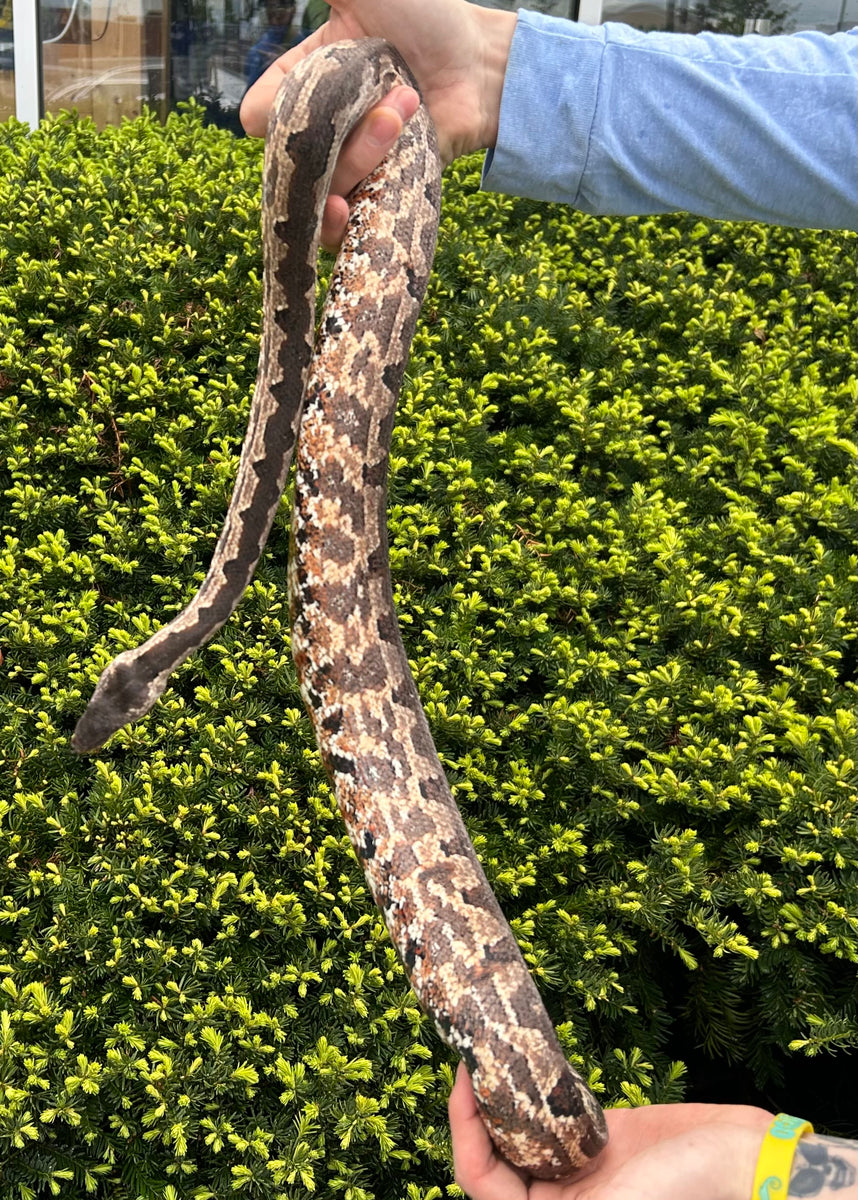 Adult Solomon Island Ground Boa (Poss. Gravid Female 5) – Scales and ...