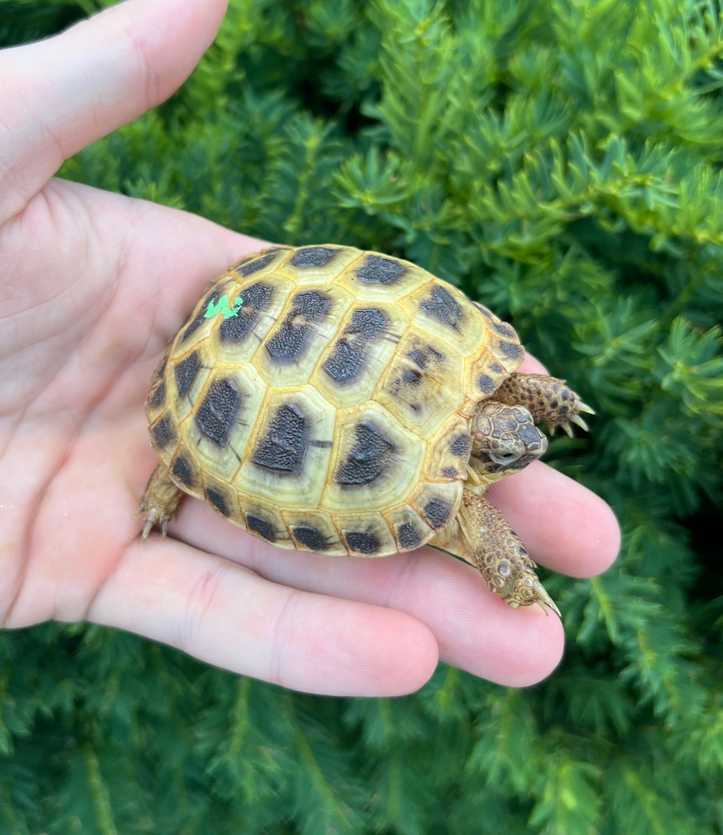 Baby Russian Tortoise (3) – Scales and Tails of Ohio