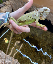 Load image into Gallery viewer, Juvenile Lime Green Zero Green Iguana