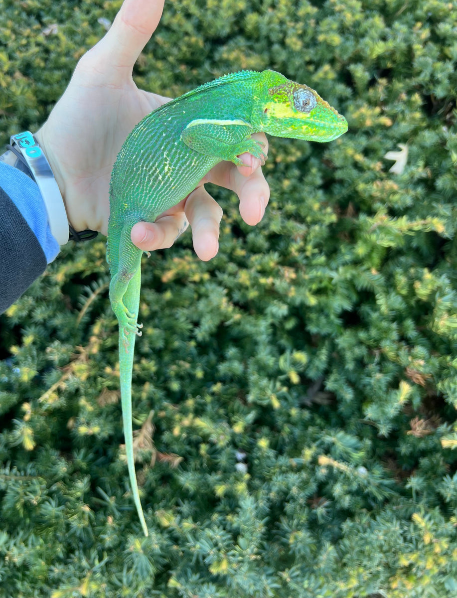 Adult Knight Anole (2) Scales and Tails of Ohio