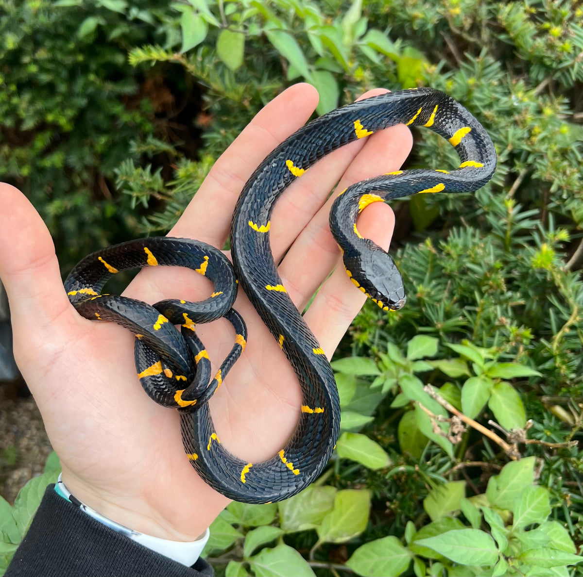 Juvenile Malaysian Mangrove Snake (Male) Scales and Tails of Ohio