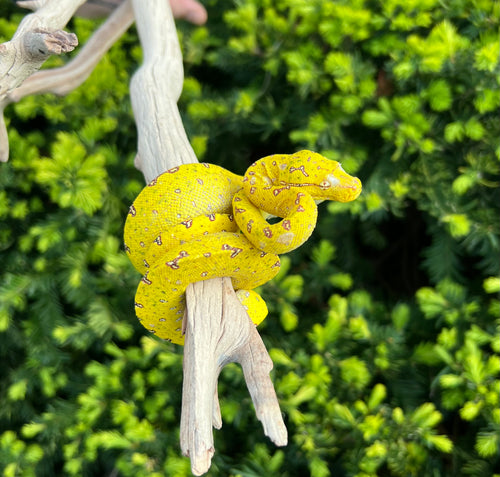 Baby Biak Green Tree Python (4)