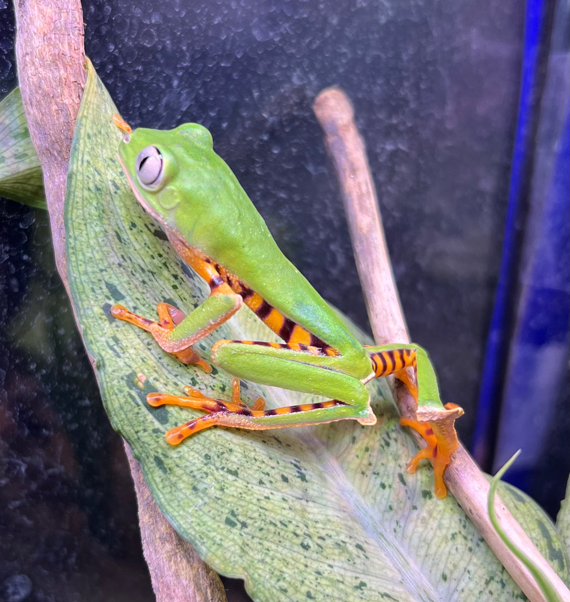 Tiger Leg Monkey Tree Frog Scales and Tails of Ohio