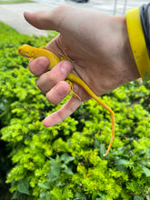 Load image into Gallery viewer, Baby Albino Iguana (imperfect)