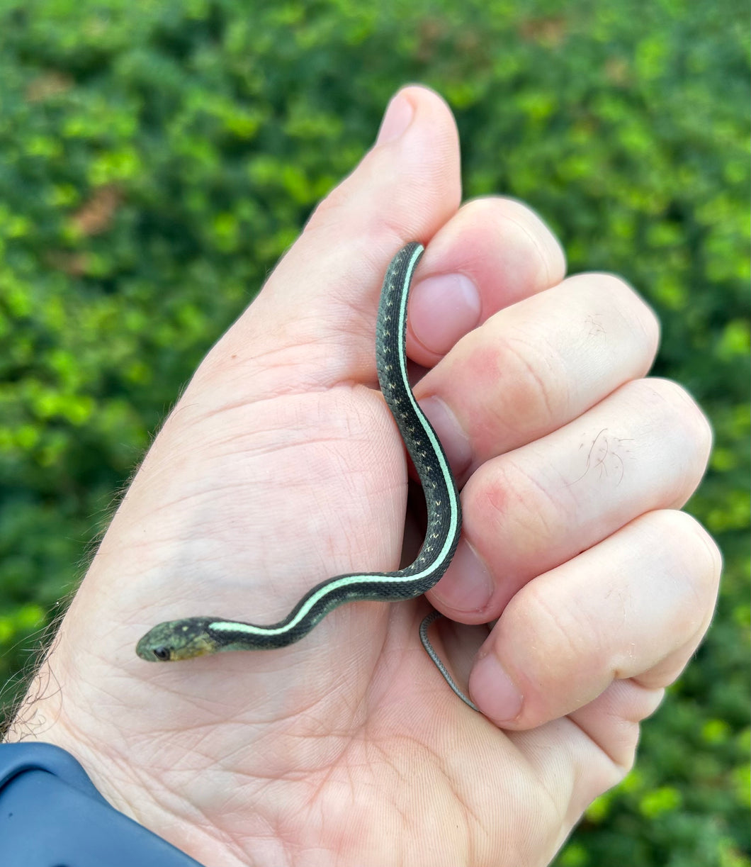 Baby ‘Blue Phase’ Oregon Red-Spotted Garter Snake