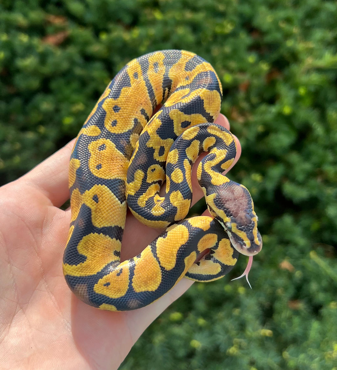 Baby OD Enchi Ball Python (Male) Scales and Tails of Ohio