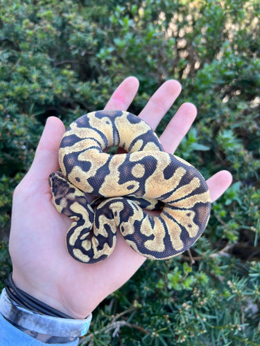 Baby Pastel Enchi Ball Python