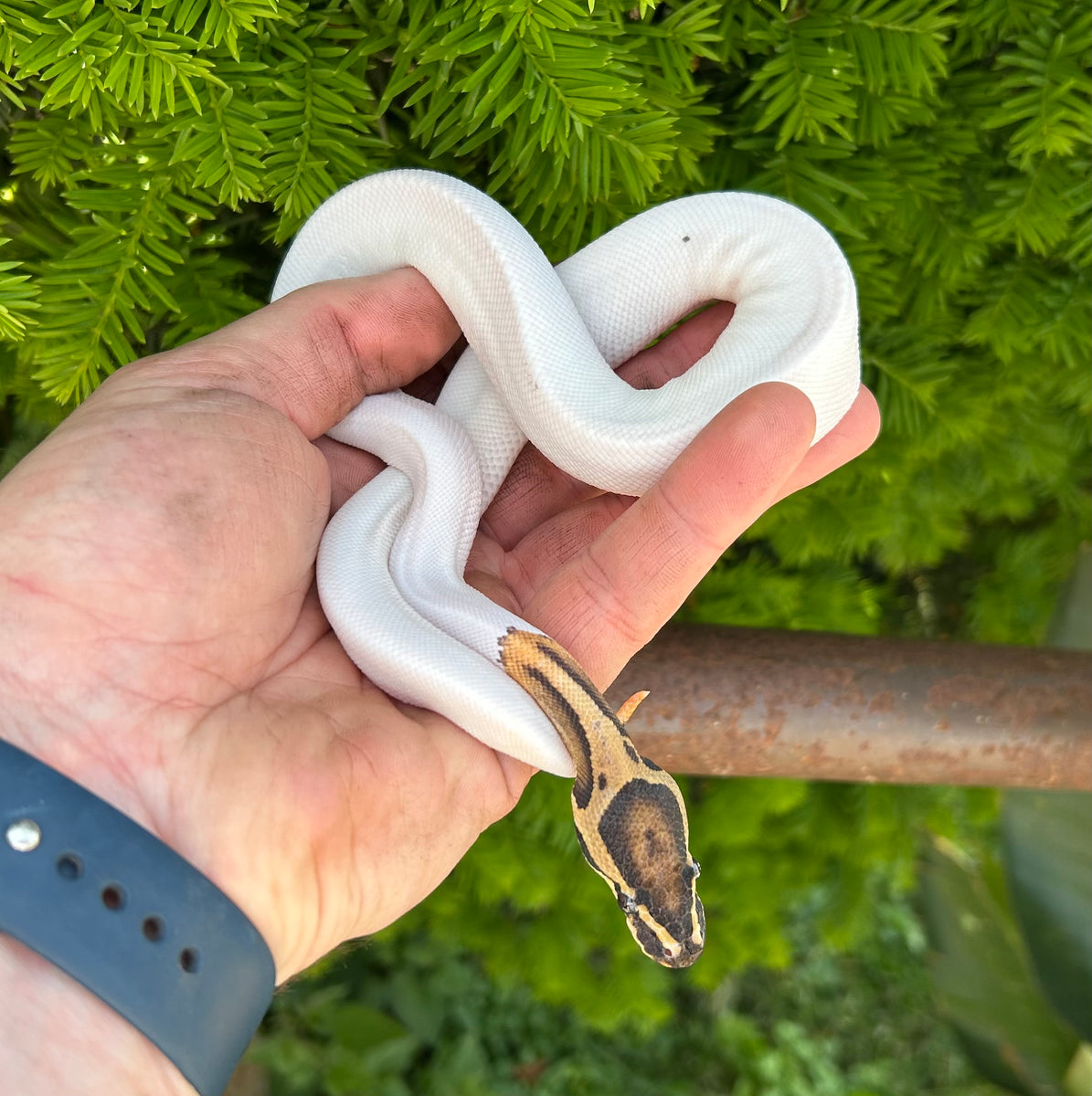 Baby ‘High-White’ Pied Ball Python (Male 2) – Scales and Tails of Ohio