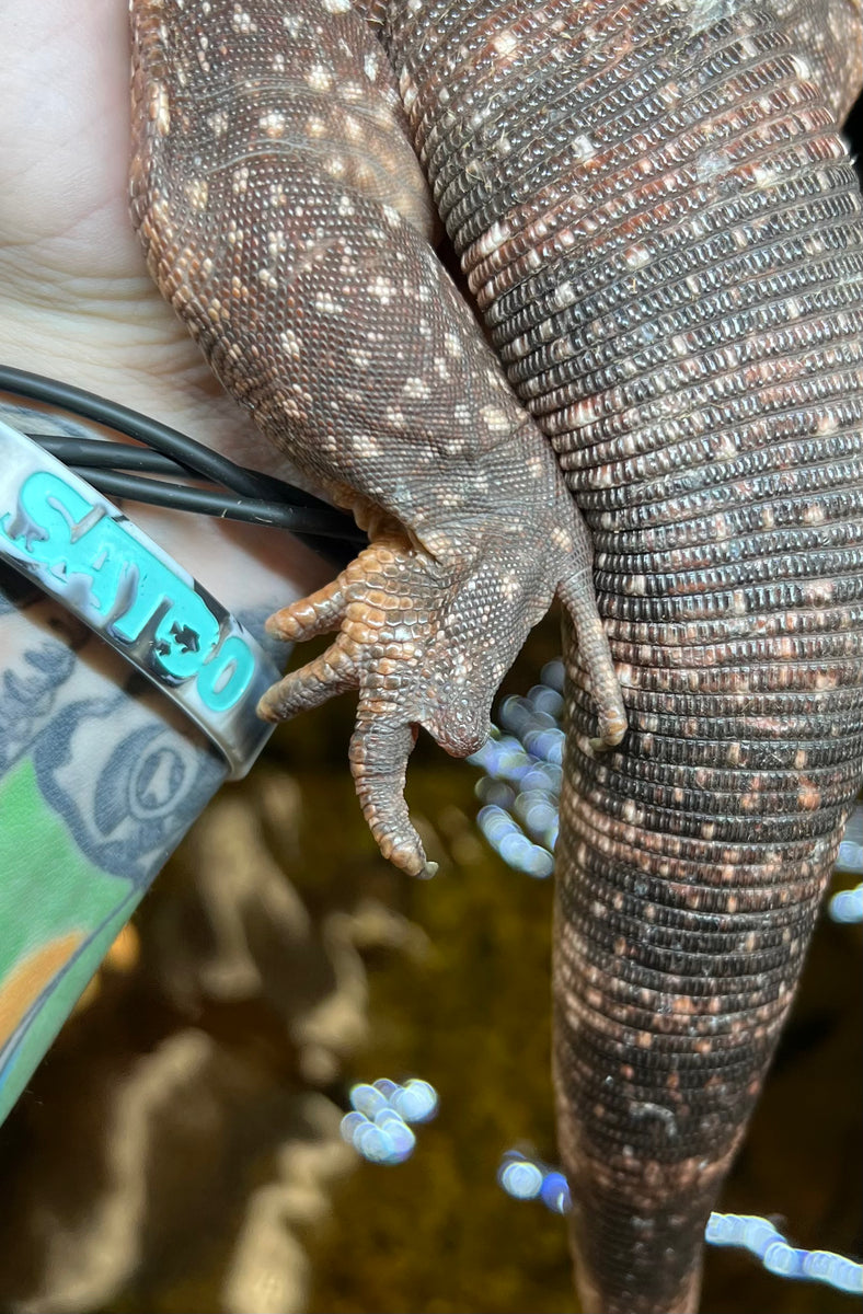 SubAdult Red Tegu (Female) Scales and Tails of Ohio