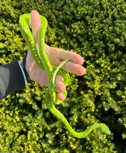 Adult Aru Green Tree Python (Male 4)