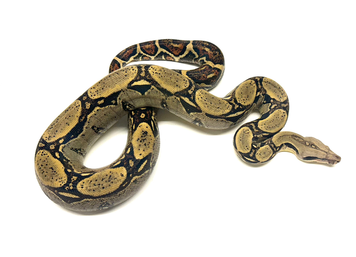 SubAdult Columbian RedTailed Boa Constrictor (Female) Scales and