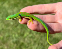 Load image into Gallery viewer, Peacock Day Gecko