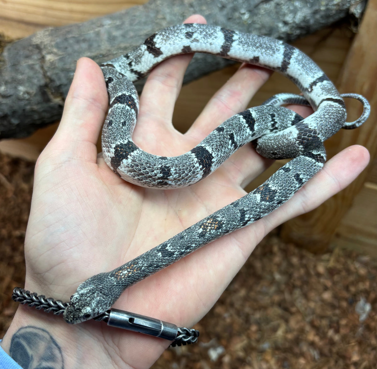 Sub-Adult Gray-Banded Kingsnake (Male) – Scales and Tails of Ohio