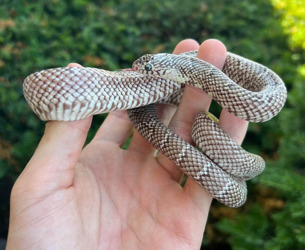 Juvenile Brook's Kingsnake (Female) - Scales and Tails of Ohio - Kingsnake Juvenile Feeding Guide
