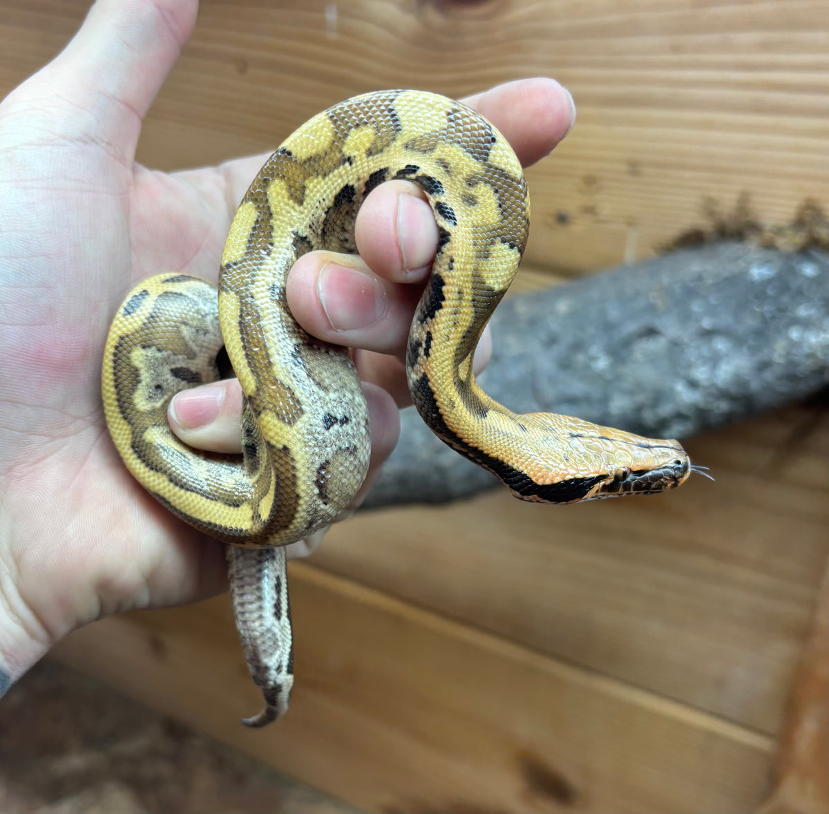 Baby Red Bangka Blood Python (Male 2) – Scales and Tails of Ohio
