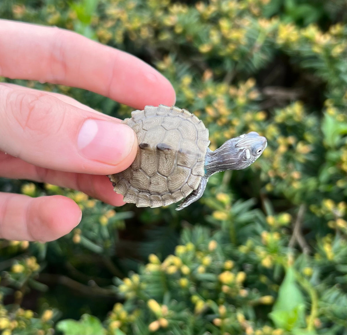 Baby False Map Turtle Scales and Tails of Ohio
