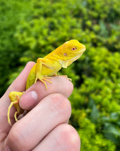 Load image into Gallery viewer, Baby Albino Iguana (imperfect)