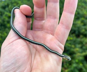 Baby ‘Blue Phase’ Oregon Red-Spotted Garter Snake