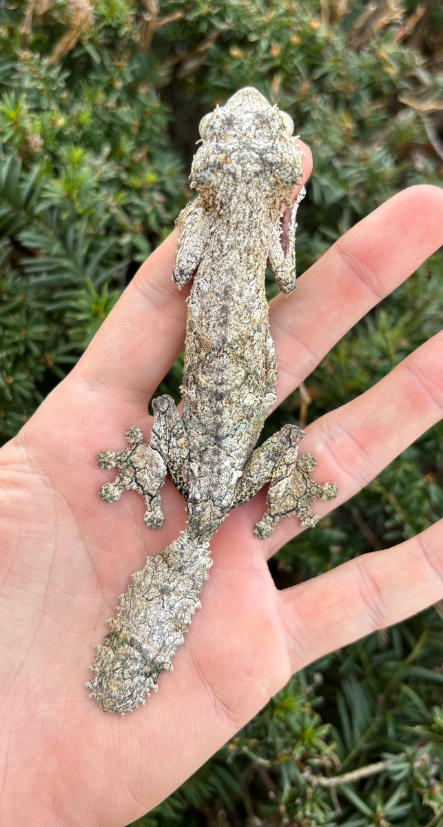 Adult Mossy Leaf-tailed Gecko (Female) – Scales and Tails of Ohio