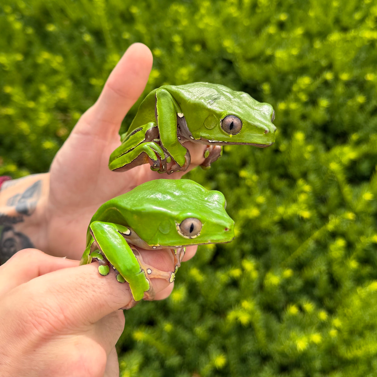 Adult Giant Waxy Monkey Frog – Scales and Tails of Ohio