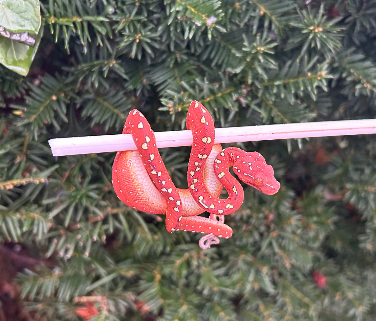Baby Red Maroon Biak Green Tree Python 4 Scales And Tails Of Ohio Baby red maroon biak green tree python 4 scales and tails of ohio
