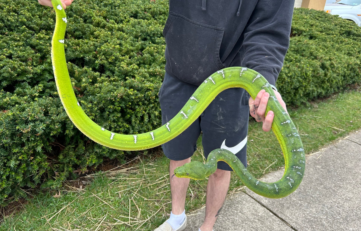 XL Adult Emerald Tree Boa (Female) Scales and Tails of Ohio