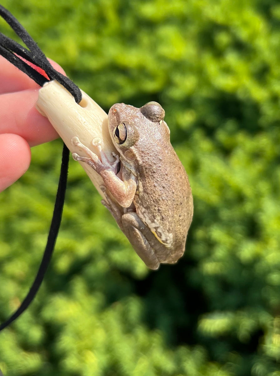 Cuban Tree Frog Scales and Tails of Ohio