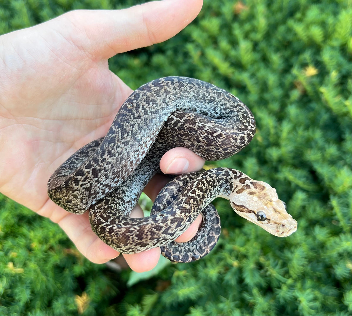 Baby 'Dark Phase' Granite Burmese Python 66% het Albino