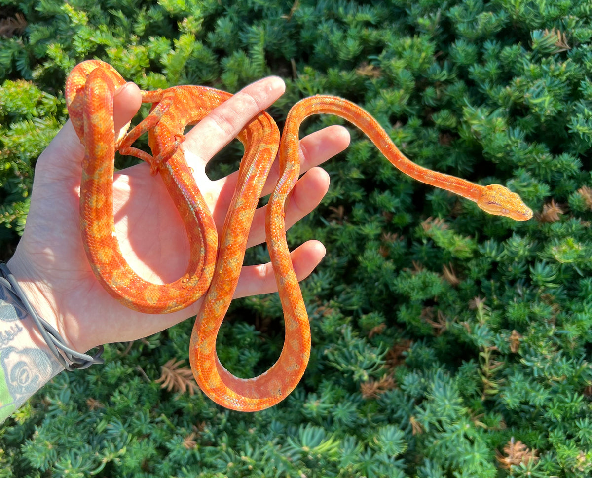‘Colored’ Amazon Tree Boa (Male 8) Scales and Tails of Ohio