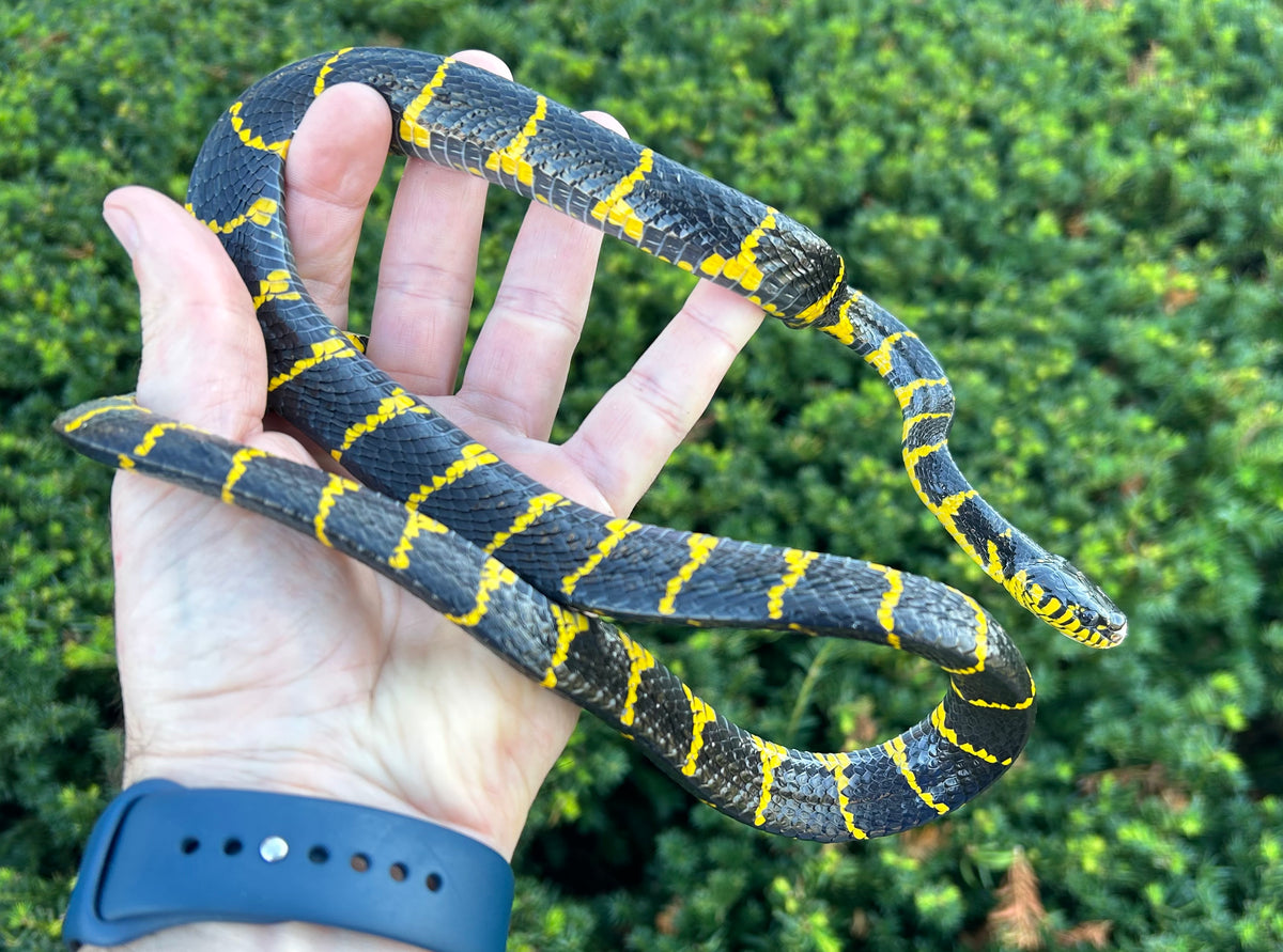 Sub-Adult Indonesian Mangrove Snake (Female)  Scales and Tails of Ohio