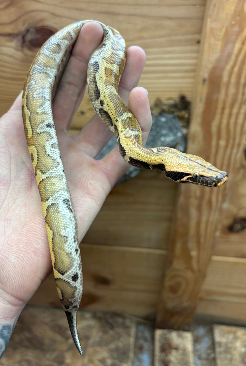 Baby Red Bangka Blood Python (Male 1) – Scales and Tails of Ohio