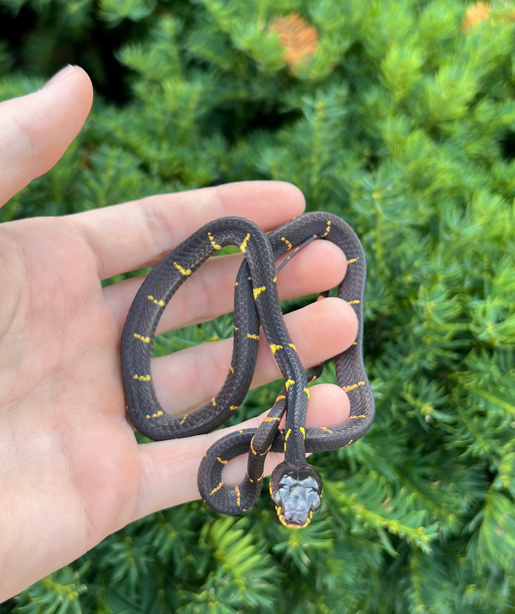 Baby Malaysian Mangrove Snake (Female 2) Scales and Tails of Ohio Baby Malaysian Mangrove Snake (Female 2) Scales and Tails of Ohio