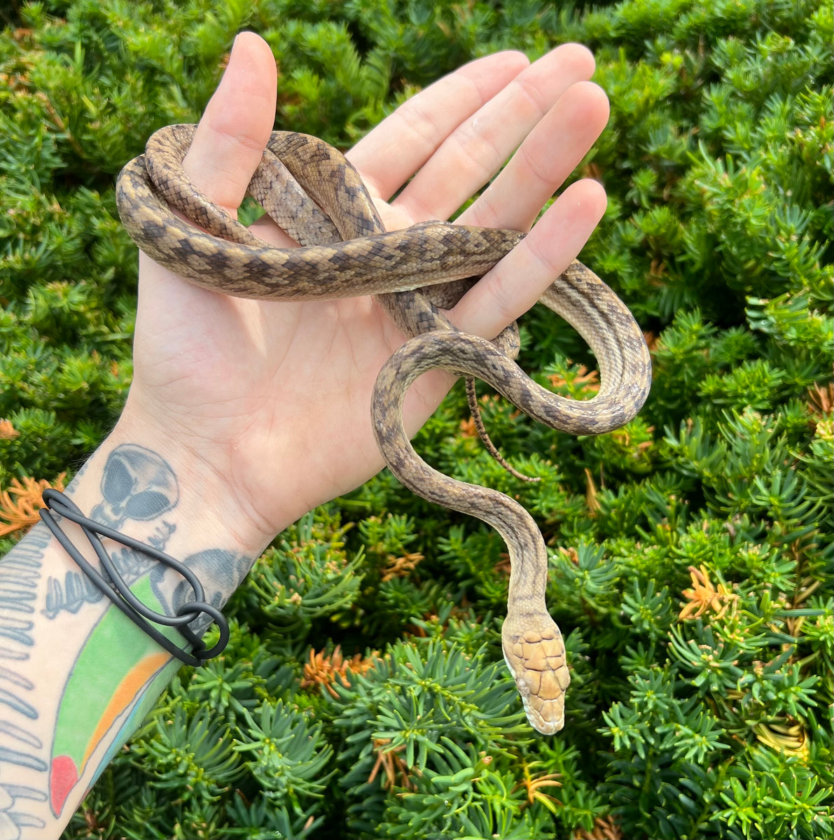 Small Merauke Scrub Python (Male 1) Scales and Tails of Ohio