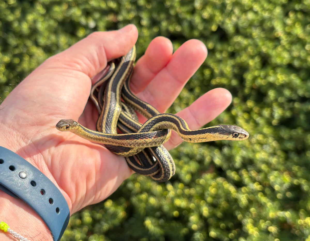 Adult Northern Garter Snake  Scales and Tails of Ohio