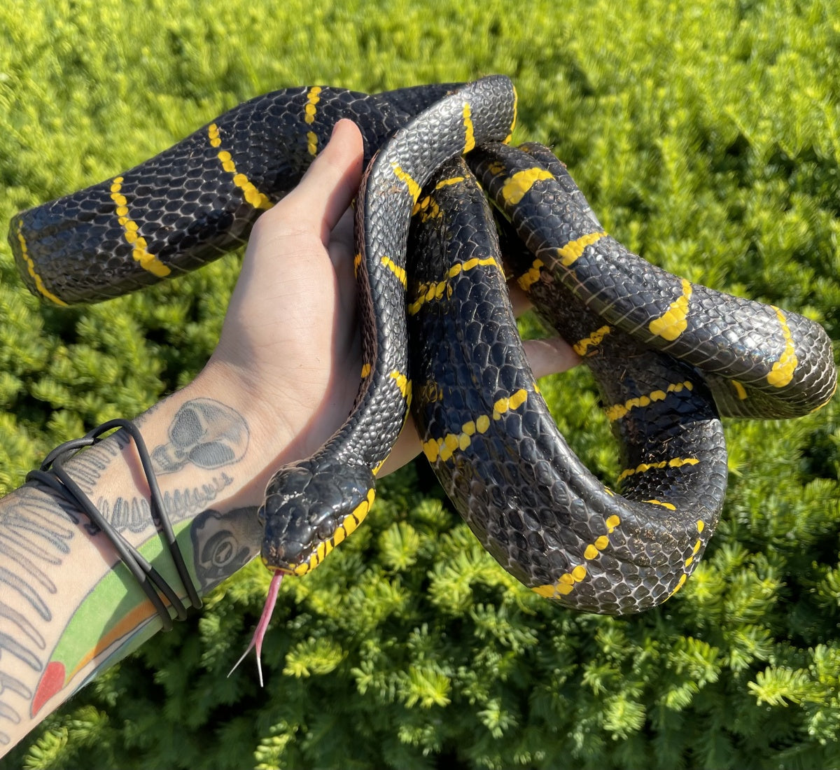 Adult Malaysian Mangrove Snake Scales and Tails of Ohio