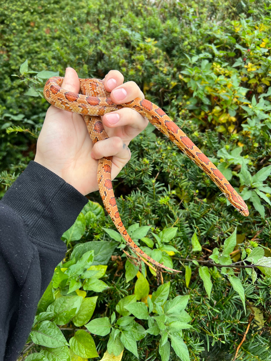 Recipe For Promoting Adult Corn Snake Growth photo