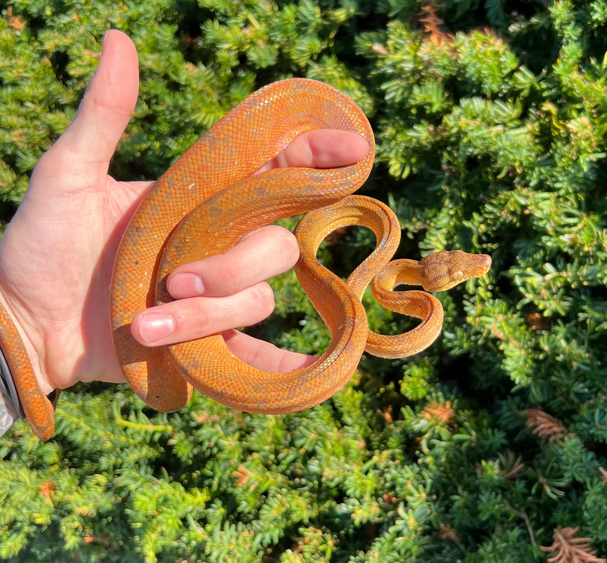 ‘Patternless’ Amazon Tree Boa (Male 7) Scales and Tails of Ohio