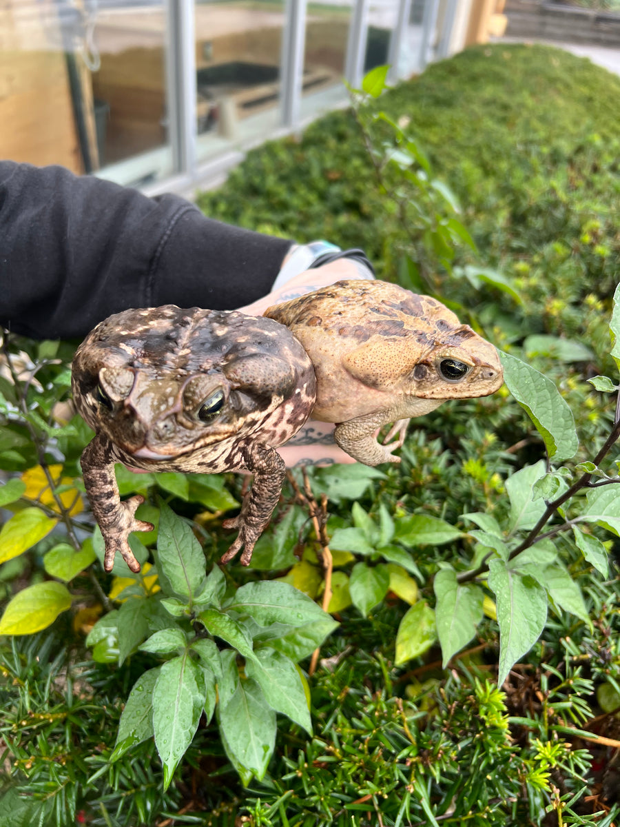 Large Cane Toad’s Scales and Tails of Ohio