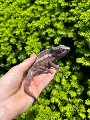 Sub-Adult Tamatave Panther Chameleon (Male)