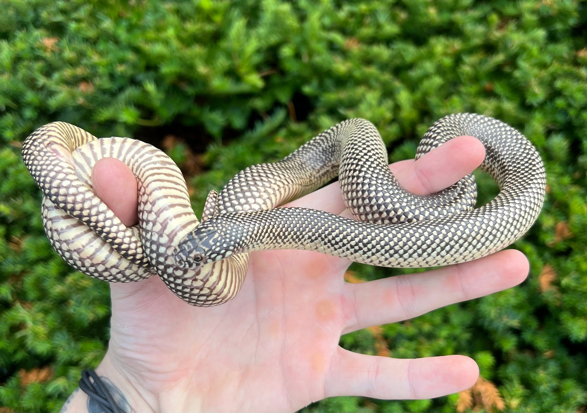 SubAdult Florida Kingsnake (Female) Scales and Tails of Ohio