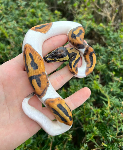 Baby Pied Ball Python (Male)