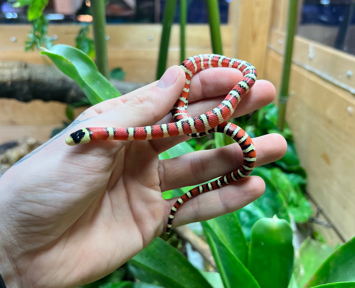Photo inspiration: Kingsnake Small Baby Feeding Frequency Reference: Baby Arizona Mountain Kingsnake Male 2 Scales And Tails Of