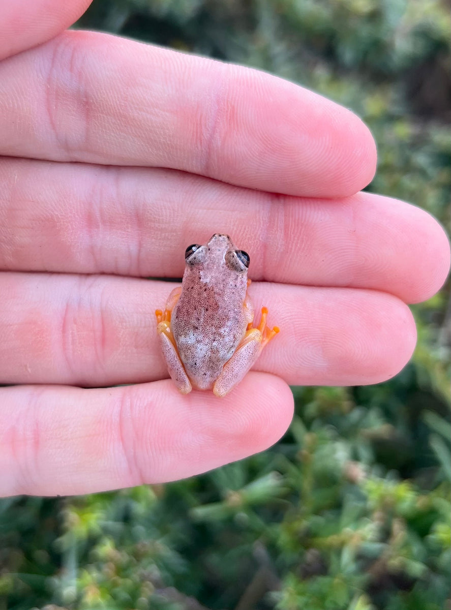 Blue Back Reed Frog Scales and Tails of Ohio